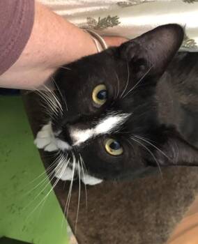 Bo -  Domestic Short Hair Cat for Adoption in West Vancouver, British Columbia - Bo | PetCurious
