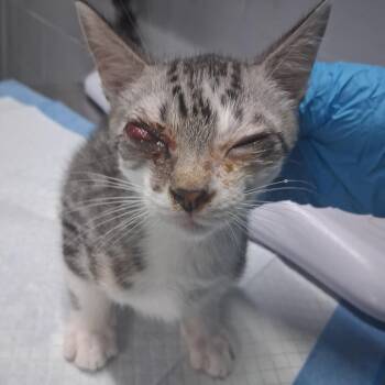 Schmidt -  Domestic Short Hair Cat for Adoption in Summerville, South Carolina - Schmidt | PetCurious