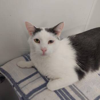 Rescue Domestic Short Hair Cats for Adoption in Williamsport, Pennsylvania - Plum | PetCurious