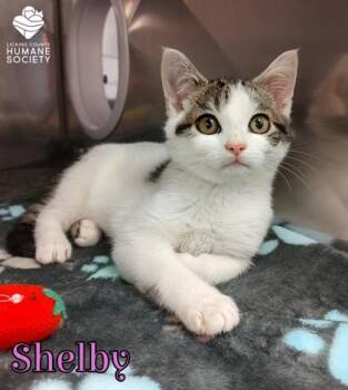 Shelby -  Domestic Short Hair Cat for Adoption in Heath, Ohio - Shelby | PetCurious