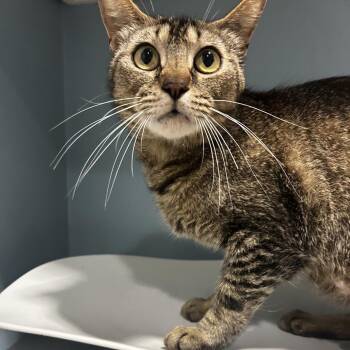 Cola -  Domestic Short Hair Cat for Adoption in Chattanooga, Tennessee - Cola | PetCurious