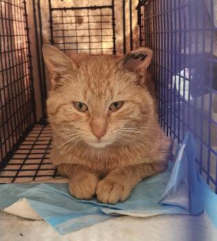 "MARTY" -  Tabby and Domestic Short Hair Cat for Adoption in North East, Maryland - "MARTY" | PetCurious