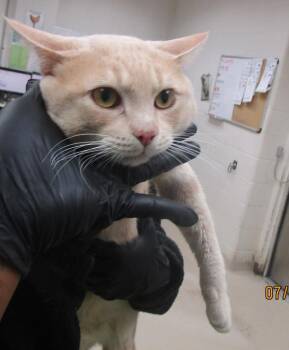 (615) -  Domestic Short Hair Cat for Adoption in Marietta, Georgia - (615) | PetCurious