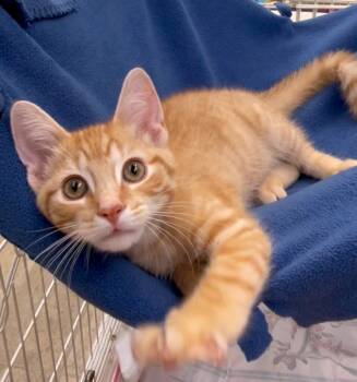 Rescue Domestic Short Hair Cats for Adoption in Westfield, New York - Elliot | PetCurious