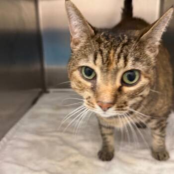 Charmaine -  Domestic Short Hair Cat for Adoption in Ballston Spa, New York - Charmaine | PetCurious