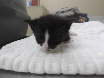 SAWYER -  Domestic Short Hair Cat for Adoption in Santa Rosa, California - SAWYER | PetCurious