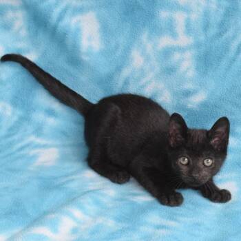 Candy (52672 -  Domestic Short Hair Cat for Adoption in Eureka, California - Candy (52672 | PetCurious