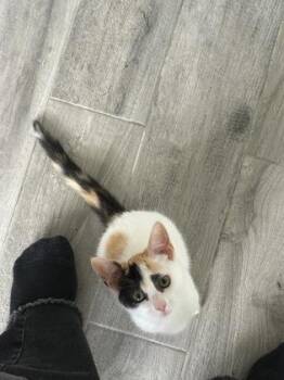 Blaire -  Domestic Short Hair Cat for Adoption in East Amwell Township, New Jersey - Blaire | PetCurious