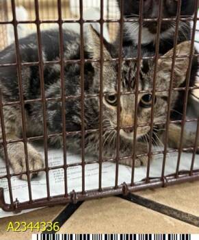 JESSIE -  Domestic Short Hair Cat for Adoption in West Palm Beach, Florida - JESSIE | PetCurious