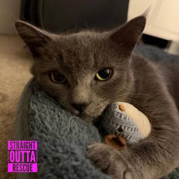 Fester -  Domestic Short Hair Cat for Adoption in Vancouver, British Columbia - Fester | PetCurious
