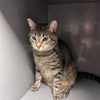 Simba -  Domestic Short Hair Cat for Adoption in Victoria, British Columbia - Simba | PetCurious