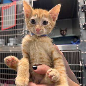 Mars -  Domestic Short Hair Cat for Adoption in Englewood, Florida - Mars | PetCurious