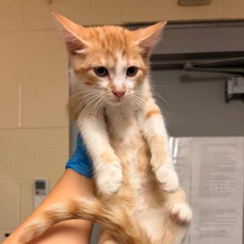 Ferb -  Domestic Short Hair Cat for Adoption in Mooresville, North Carolina - Ferb | PetCurious