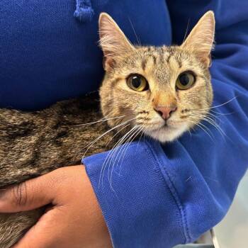 Tommy Girl -  Domestic Short Hair Cat for Adoption in Wilmington, Delaware - Tommy Girl | PetCurious