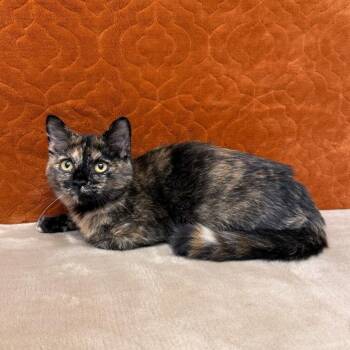 Evie -  Domestic Short Hair Cat for Adoption in Benld, Illinois - Evie | PetCurious