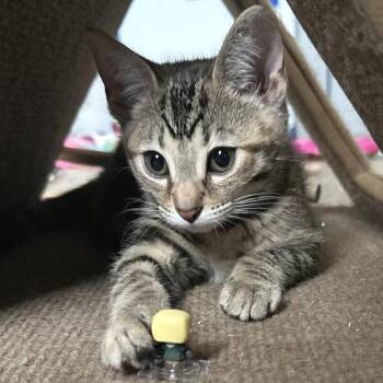 Gianna -  Domestic Short Hair Cat for Adoption in Traverse City, Michigan - Gianna | PetCurious