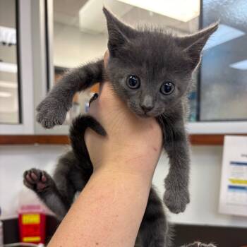 Rescue Domestic Short Hair Cats for Adoption in Columbus, Georgia - 10/21/2025-Stray-StarlightDrive-1 | PetCurious