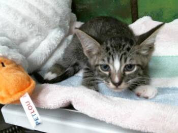 Domestic Short Hair Cats Available for Adoption in Houston, Texas - WHISKERS | PetCurious