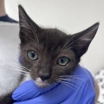 Minnie -  Domestic Short Hair Cat for Adoption in Lakewood, California - Minnie | PetCurious