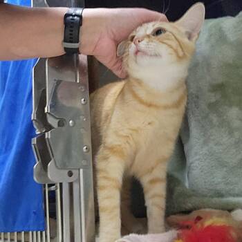 Kanga -  Domestic Short Hair Cat for Adoption in Walker, Michigan - Kanga | PetCurious