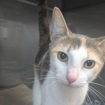 Mia -  Domestic Short Hair Cat for Adoption in Jupiter, Florida - Mia | PetCurious