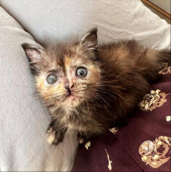 Chloe -  Domestic Short Hair Cat for Adoption in Nashville, Tennessee - Chloe | PetCurious