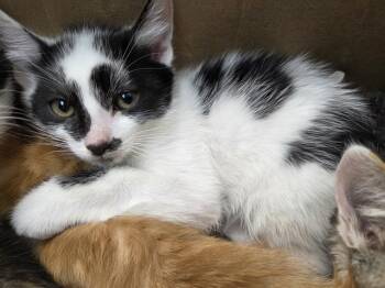 PLANTAIN -  Domestic Short Hair Cat for Adoption in Antioch, California - PLANTAIN | PetCurious