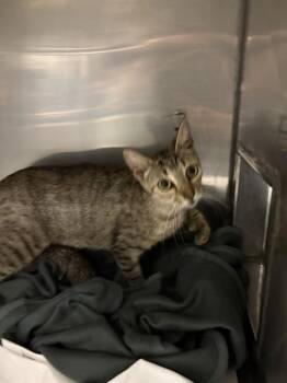 WHISKERS -  Domestic Short Hair Cat for Adoption in Doral, Florida - WHISKERS | PetCurious
