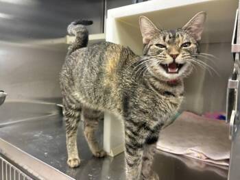ARUBA -  Domestic Short Hair Cat for Adoption in Colorado Springs, Colorado - ARUBA | PetCurious