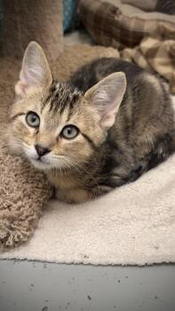 Churro-available for foster-to-adopt -  Domestic Short Hair Cat for Adoption in Hayward, Wisconsin - Churro-available For Foster-to-adopt | PetCurious
