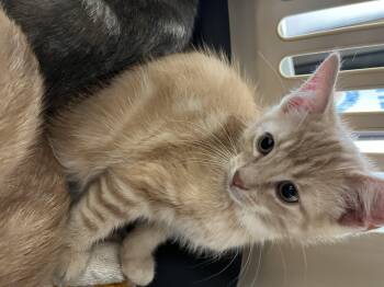 Rescue Tabby Cats for Adoption in Hamilton, Ontario - Leo | PetCurious