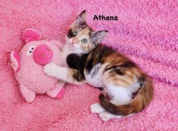 Calico Cats Available for Adoption in St. Augustine, Florida - Athena | PetCurious