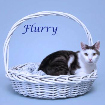 Domestic Short Hair Cats Available for Adoption in Lebanon, Tennessee - Flurry C21-397 | PetCurious