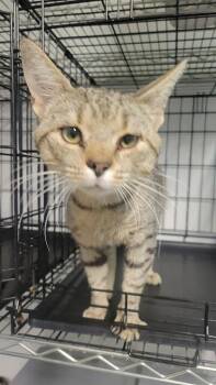 Georgie -  Domestic Short Hair Cat for Adoption in Metter, Georgia - Georgie | PetCurious