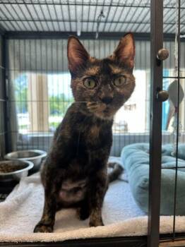 Amethyst -  Domestic Short Hair Cat for Adoption in Palm Coast, Florida - Amethyst | PetCurious