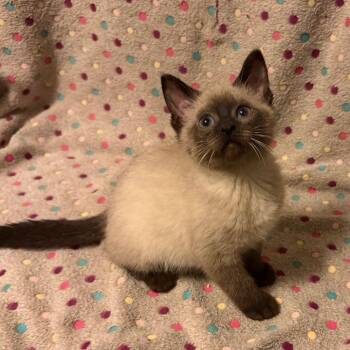 Ash -  Siamese Cat for Adoption in Waterloo, Iowa - Ash | PetCurious
