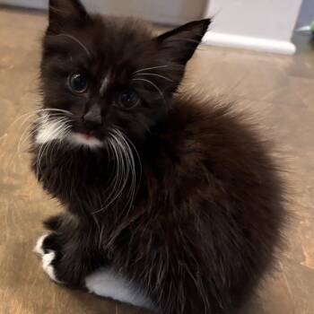 Truffle -  Domestic Long Hair Cat for Adoption in Fayetteville, Georgia - Truffle | PetCurious