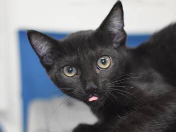 Onyx -  Domestic Short Hair Cat for Adoption in Portland, Oregon - Onyx | PetCurious