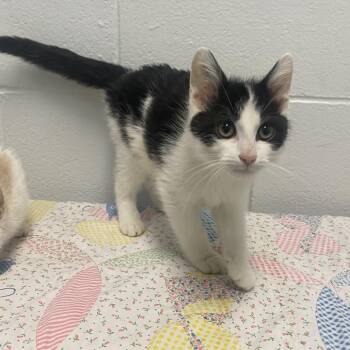 Racoon -  Domestic Short Hair Cat for Adoption in Dayton, Ohio - Racoon | PetCurious