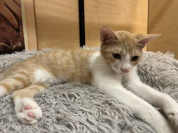 Sweetie -  Domestic Short Hair Cat for Adoption in Tustin, California - Sweetie | PetCurious