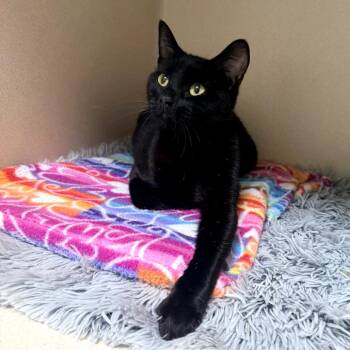 Delilah -  Domestic Short Hair Cat Available for Adoption in Great Falls, Montana - Delilah | PetCurious