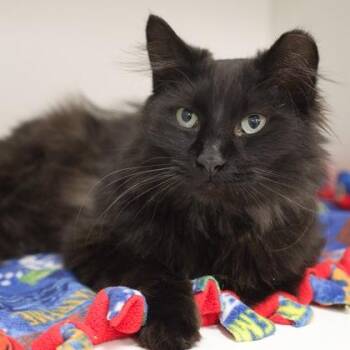 Jesse -  Domestic Medium Hair and Domestic Short Hair Cat for Adoption in Verona, Wisconsin - Jesse | PetCurious