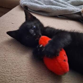 Donald -  Domestic Short Hair Cat for Adoption in Los Angeles, California - Donald | PetCurious
