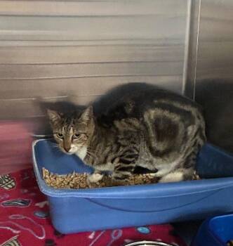 Milk Jug -  Domestic Short Hair Cat for Adoption in Gautier, Mississippi - Milk Jug | PetCurious