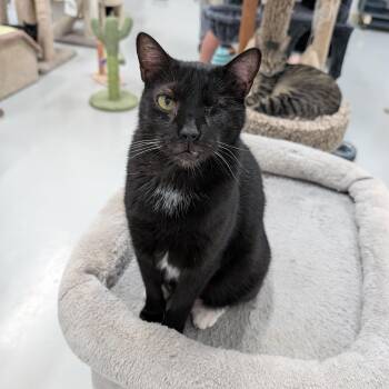 Rescue American Shorthair and Domestic Short Hair Cats for Adoption in West Palm Beach, Florida - Ike | PetCurious