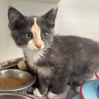 Rayma -  Domestic Short Hair Cat for Adoption in Clavet, Saskatchewan - Rayma | PetCurious