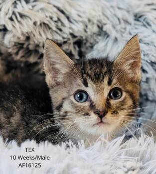 Tex -  Domestic Short Hair Cat for Adoption - Tex | PetCurious