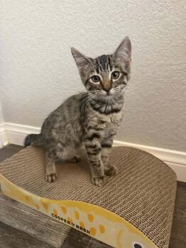 Gayle ( CC) -  Torbie Cat for Adoption in Napa, California - Gayle ( CC) | PetCurious