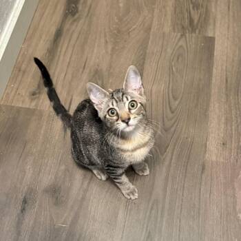 Sheepstealer -  Domestic Short Hair Cat for Adoption in Port Richey, Florida - Sheepstealer | PetCurious