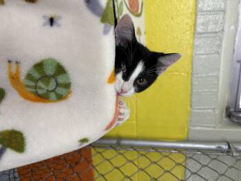 Rescue Domestic Short Hair Cats for Adoption in Wilder, Kentucky - Cornelius | PetCurious